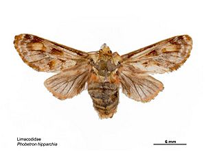 Phobetron hipparchia dorsal.jpg