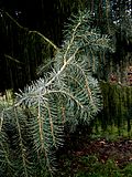 Picea breweriana young shoots.jpg