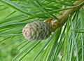 Pinus Armandii juvenile cone