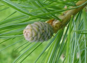 Pinus Armandii juvenile cone