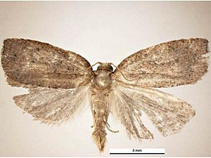 Planotortrix octo male dorsal.jpg