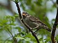 Platyspiza crassirostris (8500652538)