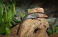 Plestiodon longirostris