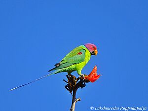Plum headed parakeet 