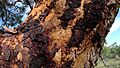 Powderbark bark (7159594145)