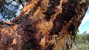 Powderbark bark (7159594145)