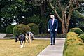 President Joe Biden walking with Major and Champ, 26 January 2021