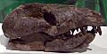 Repenomamus giganticus skull
