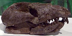 Repenomamus giganticus skull.JPG