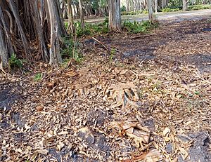 Ringling.Broken banyans.Nov 2024