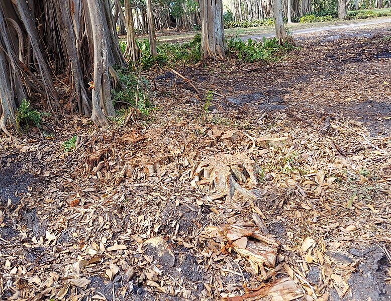 Ringling.Broken banyans.Nov 2024