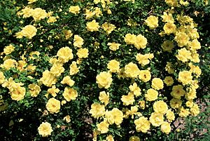 Rosa 'Harison's Yellow'.jpg