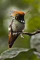 Rufous-crested Coquette - Manu NP 9510-Edit