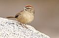 Rufous-crownedSparrow-1JAN2018