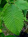 SHHG Rock Elm leaf