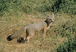 San Joaquin kit fox male.jpg