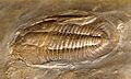 Saukiidae - Saukiella pepinensis