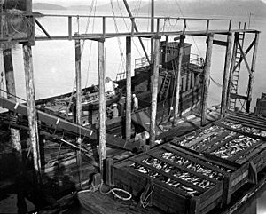 Scowload of salmon at cannery dock, Wrangell, Alaska, August 1918 (COBB 116)