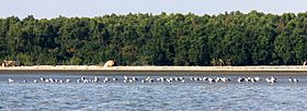 Seabirds in Barguna Coastal area, Bangladesh (3).jpg