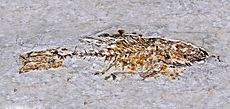 Serranidae - Cyclopoma spinosum