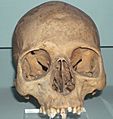 Skull of Khety