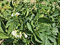 Solanum tuberosum Ennstaler Alpe (03).jpg