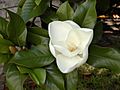 Southern magnolia -- Magnolia grandiflora