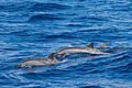 Spinner Dolphin Alphonse Atoll 07-2017