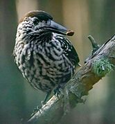 Spotted nutcracker with pine nut (cropped)