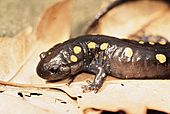 Spotted salamander on leaf.jpg