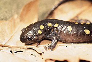 Spotted salamander on leaf