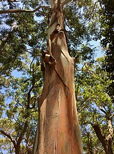 Sydney Blue Gum (E.saligna) - bark shedding
