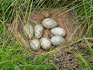 Tasmanian Native Hen Nest and Eggs