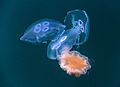 Three moon jellyfishes captured by a lion's mane jellyfish 1