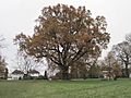 Totteridge Green Oak