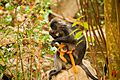Trachypithecus germaini 99590349