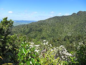 Tree daisies (Olearia rani) in bloom on Mount Karioi