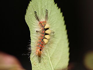 Vapourer.moth.larva
