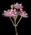 Verticordia insignis subsp. compta - Flickr - Kevin Thiele (1)