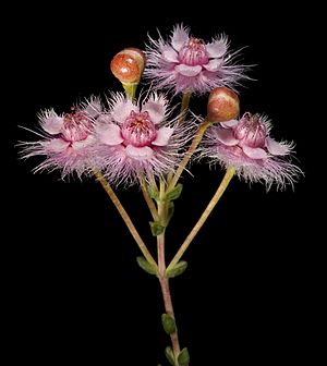 Verticordia insignis subsp. compta - Flickr - Kevin Thiele (1).jpg