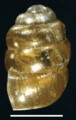 Vertigo ultimathule shell 5