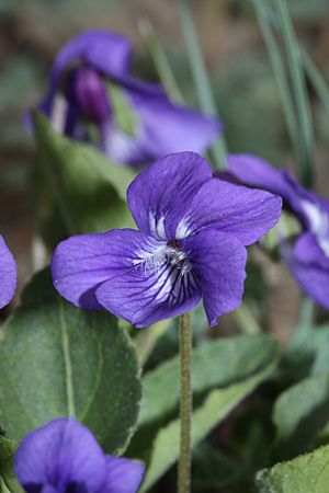 Viola adunca 5819.JPG