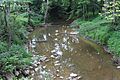 West Branch Chillisquaque Creek in the summer