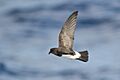 White-bellied Storm-Petrel-Lord Howe Island-26March2013.jpg