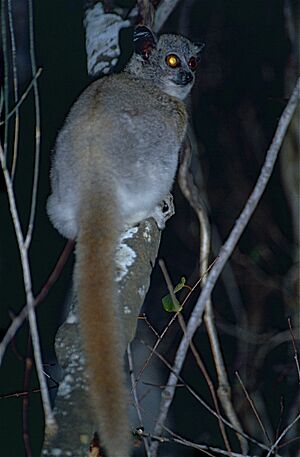 White-footed Sportive Lemur (Lepilemur leucopus) (9598840071).jpg