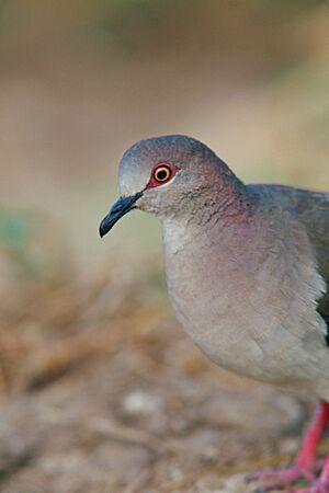 White-tipped Dove (19676628870)