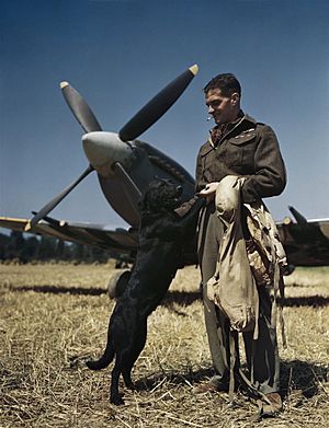 Wing Commander James E 'johnny' Johnson at Bazenville Landing Ground, Normandy, 31 July 1944 TR2145.jpg