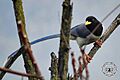Yellow-billed blue Magpie