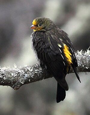 Yellow-rumped Honeyguide from Eaglenest Wildlife Sanctuary in Arunachal Pradesh, crop.jpg