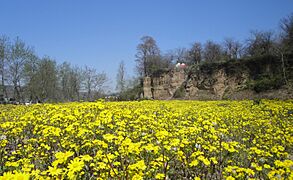 Yellow Flowers on The Baliran Jungle